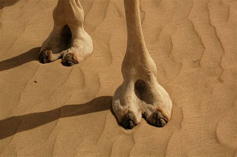 picture of a camels foot